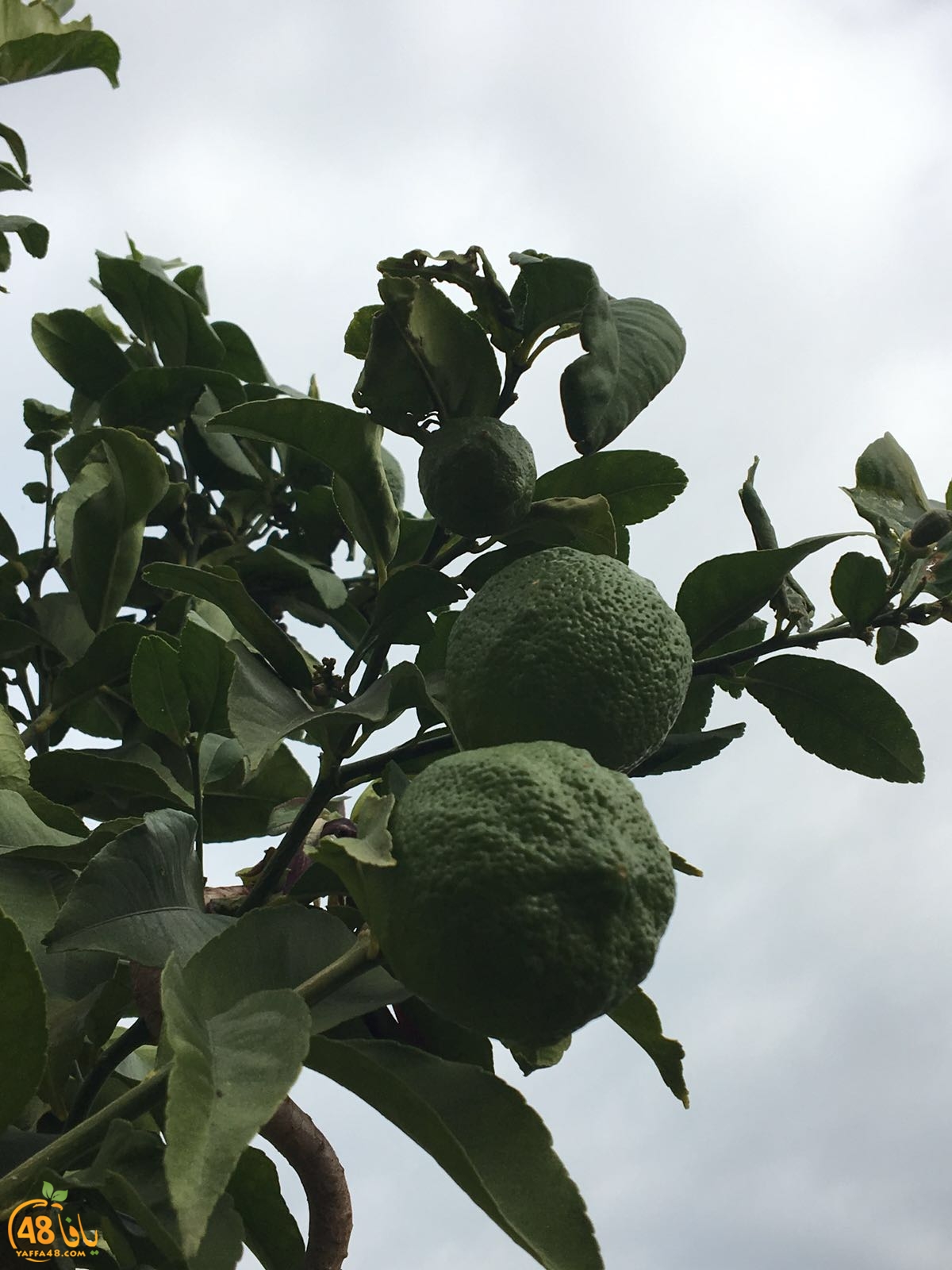 3ali turkaa (10).jpg